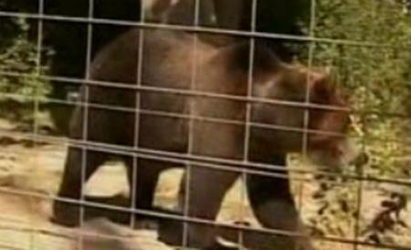  Un bărbat a fost atacat de urs într-o pădure de lângă barajul Vidraru