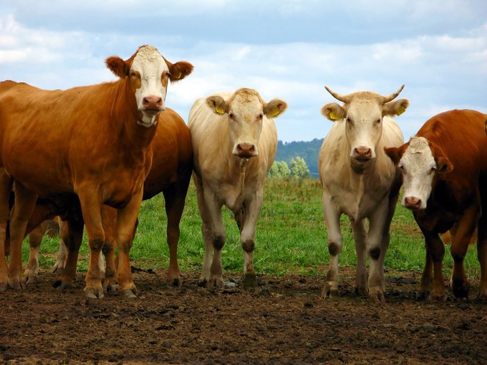 Tnuva închide ferma de vaci de la Adunaţii Copăceni, deoarece nu este profitabilã