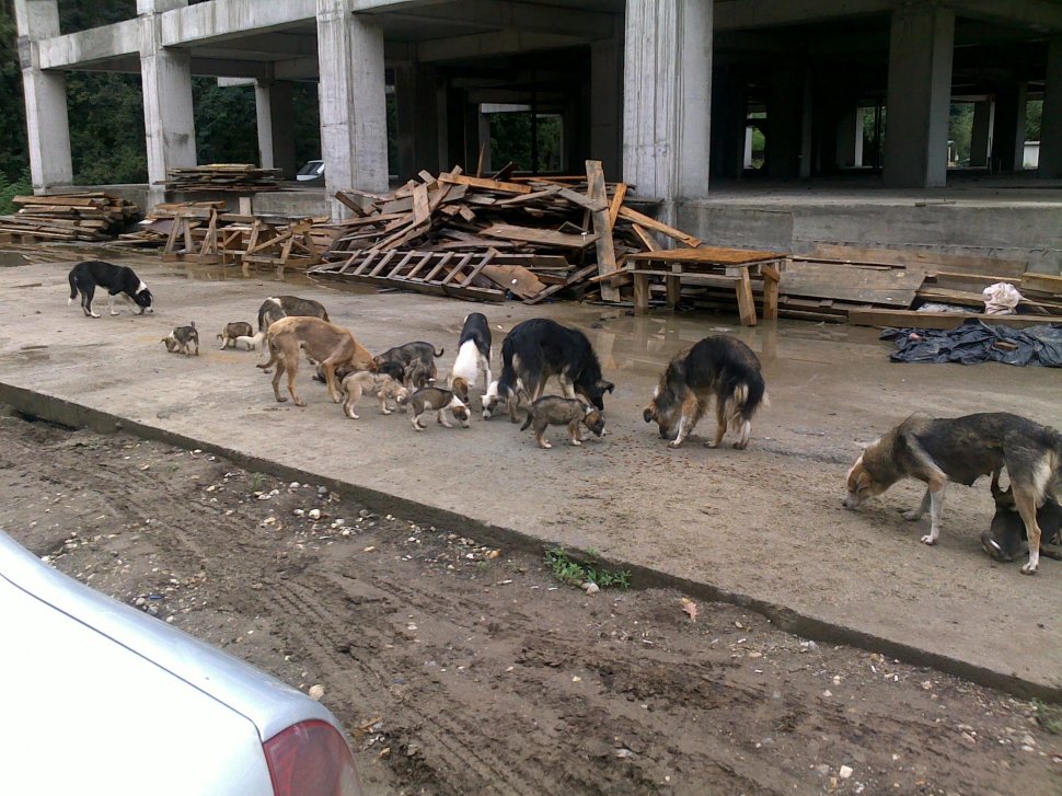 Operaţiunea &quot;sterilizarea câinilor comunitari&quot; a început în Bucureşti