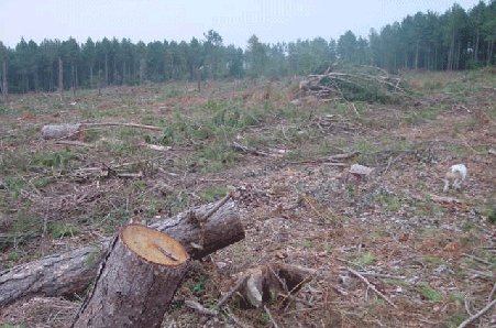 Ministerul Mediului va aloca 400 de milioane de lei pentru împăduririle din România în 2011