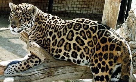 Un jaguar a evadat de la Grădina Zoologică din Bucov