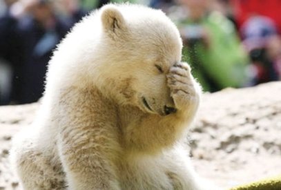 Imagini şocante cu ultimele clipe din viaţa ursuleţului polar Knut 