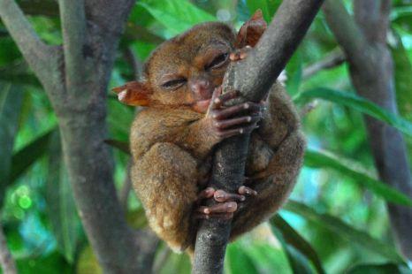 Maestrul Yoda există, trăieşte într-o pădure tropicală şi s-a lăsat fotografiat  91240