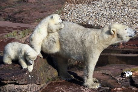 Doi pui de urs polar fac senzaţie la o grădină zoologică din Germania