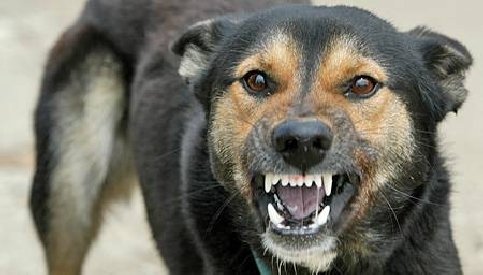 Germania. Iubitorii de animale ameninţă cu boicotarea turismului românesc