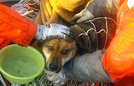 Miracol în Japonia: Un câine a fost salvat din mare, la trei săptămâni după tsunami