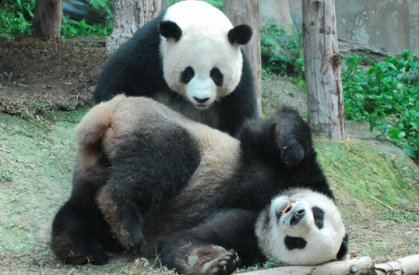 Un cuplu de urşi panda din China a încântat mii de japonezi