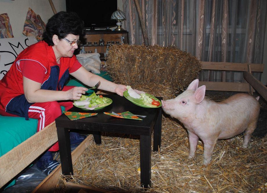 Capra Be-ZU şi porcul ZUrli, nişte răsfăţaţi 92231