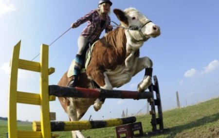 O vacă din Marea Britanie se crede cal: A fost antrenată să sară garduri
