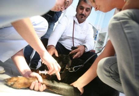 Jumătate de milion de euro pentru un spital veterinar ultramodern în Sfântu Gheorghe 