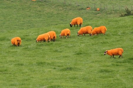 Un fermier şi-a vopsit oile portocalii pentru a nu-i mai fi furate