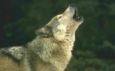 Opt lupi iberici, unici în România, la grădina zoologică din Sibiu