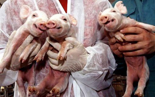 Românii ar putea mânca fără să ştie carne provenită de la animale clonate