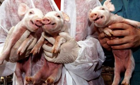 Legi speciale pentru carnea provenită din animale clonate
