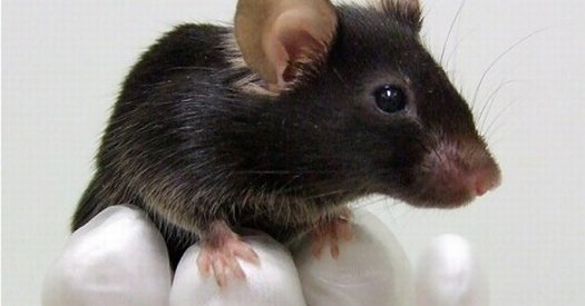 Imagini şocante! Sute de animale ucise în experimentele din laboratoare