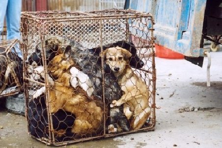Un transport de câini pentru restaurante a fost oprit de activişti pentru drepturile animalelor