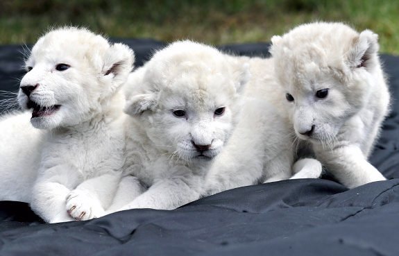 Patru pui de leu alb au devenit vedetele Grădinii Zoologice din Belgrad