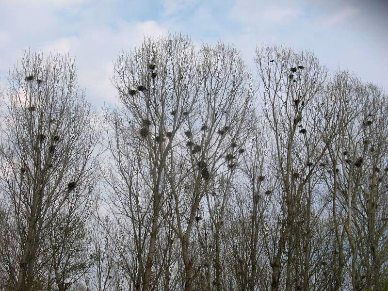 Râul Argeş, acoperit de gunoaie, ignorat de autorităţile statului 93788