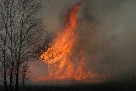 Un incendiu de proporţii a distrus cea mai mare rezervaţie din Belgia