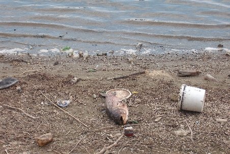 Lacul Pantelimon, raiul deşeurilor şi al peştilor morţi