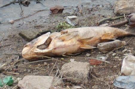 Lacul Pantelimon, raiul deşeurilor şi al peştilor morţi 94284