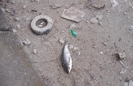 Lacul Pantelimon, raiul deşeurilor şi al peştilor morţi 94285