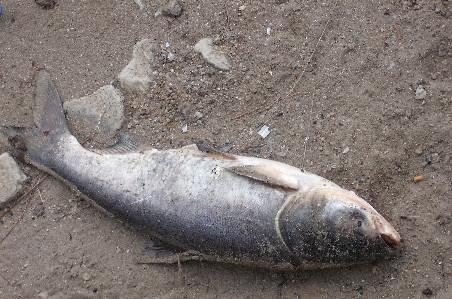 Lacul Pantelimon, raiul deşeurilor şi al peştilor morţi 94286