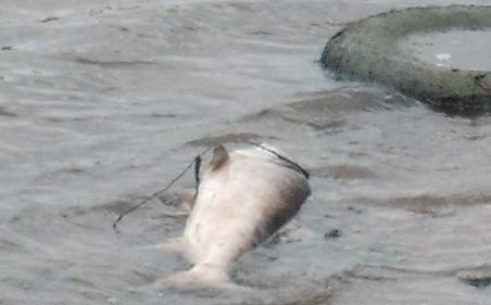 Lacul Pantelimon, raiul deşeurilor şi al peştilor morţi 94291