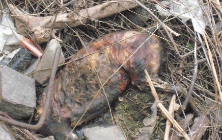 Lacul Pantelimon, raiul deşeurilor şi al peştilor morţi 94292