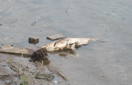 Lacul Pantelimon, raiul deşeurilor şi al peştilor morţi 94295