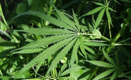 Două bătrâne, arestate pentru creşterea a sute de plante de marijuana în casă