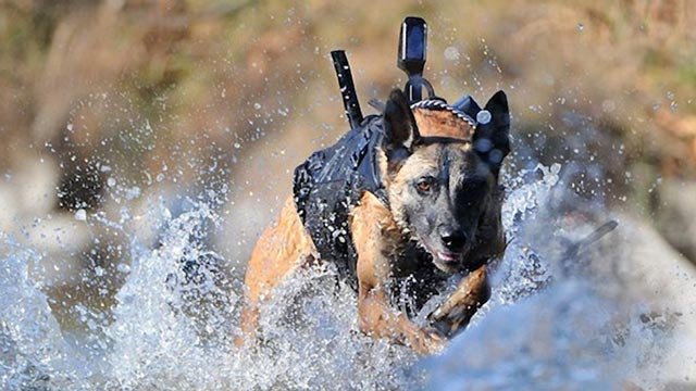 Trupele SEALS au folosit şi câini de război pentru operaţiunea &quot;Geronimo&quot;