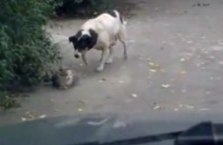 Să vezi şi să nu crezi: Câinele se furişează în spatele pisicii şi o „capsează“