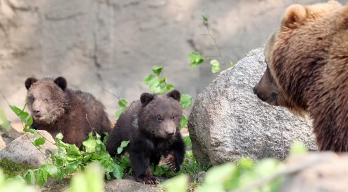 O ursoaică şi puii ei care se plimbau pe stradă, mutaţi într-o rezervaţie naturală