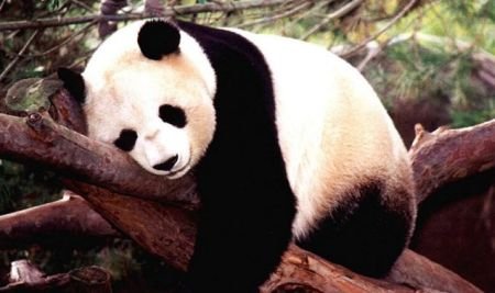 Specialişti în ursuleţi: Cum sunt îngrijţi 14 panda de la o grădină zoologică din China