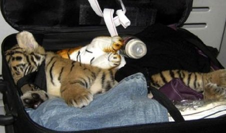 Arab arestat, în timp ce încerca să urce în avion cu nişte pui de panteră, urs şi leopard în valize