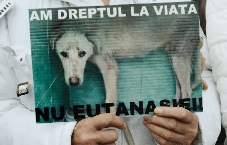 Proteste pe Internet faţă de problema câinilor comunitari, în urma incidentului din Botoşani 