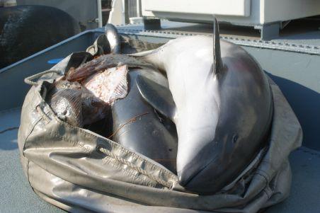 Cinci delfini au fost găsiţi morţi pe plajele de pe litoral