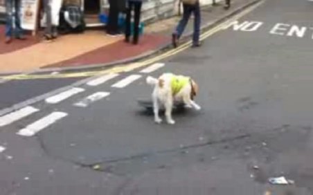 Câinele &quot;skater&quot; din Marea Britanie, amendat pentru tulburarea liniştii publice