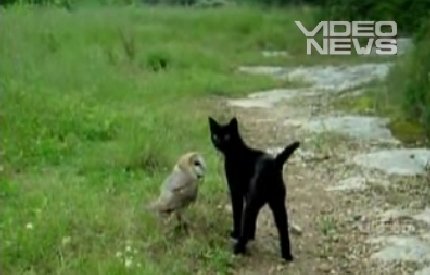 Prietenia dintre o pisică şi o bufniţă – succes instant pe Youtube