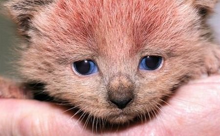 Pisica roz, atracţia unui adăpost de animale din Marea Britanie