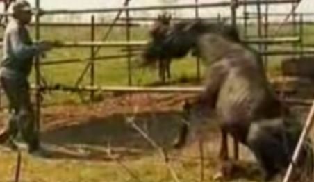 Imagini şocante. Caii sălbatici capturaţi la Letea îşi aşteaptă sentinţa