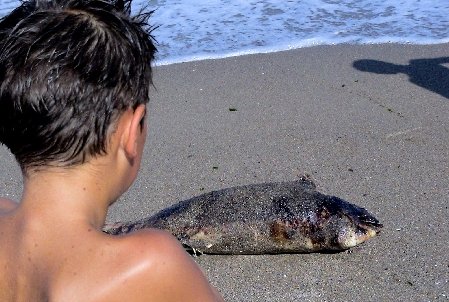 Încă doi delfini găsiţi morţi, pe plajele din Mamaia şi Vama Veche