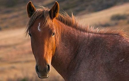 Poliţia Animalelor opreşte temporar sacrificarea cailor din Letea