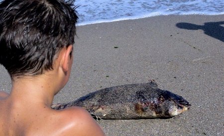 Încă doi delfini, dintre care unul mort, găsiţi pe plajele litoralului românesc 