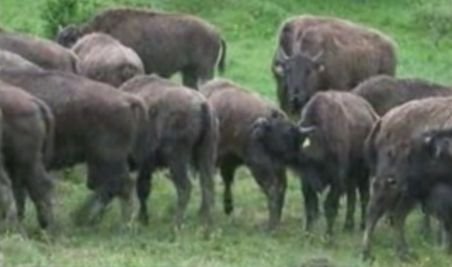 Un austriac şi un german vor să ridice în Cluj cea mai mare crescătorie de bizoni din estul Europei