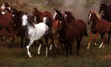 Caii din pădurea Letea care urmau să fie sacrificaţi au fost adoptaţi
