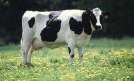 Una din bovinele lui Adrian Porumboiu a primit titlul de Miss Vaca