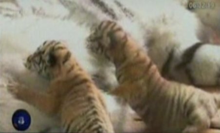 Cinci pui de tigru nou-născuţi, vedetele unei grădini zoologice din China