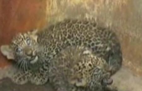 Doi pui de leopard, găsiţi într-un canal de irigaţii din India